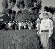 Chairman Mao inspecting an experimental plot with close cropping in the suburbs of Tianjin in August 1958.