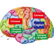 Professor Tan and his team discovered the diversity of cortical regions for languages by investigating the neurodevelopment of normal Chinese language users.