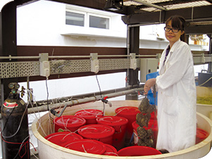 The oyster larval culture (mini-experimental hatchery) facility for HKU students to study climate change effects on oysters