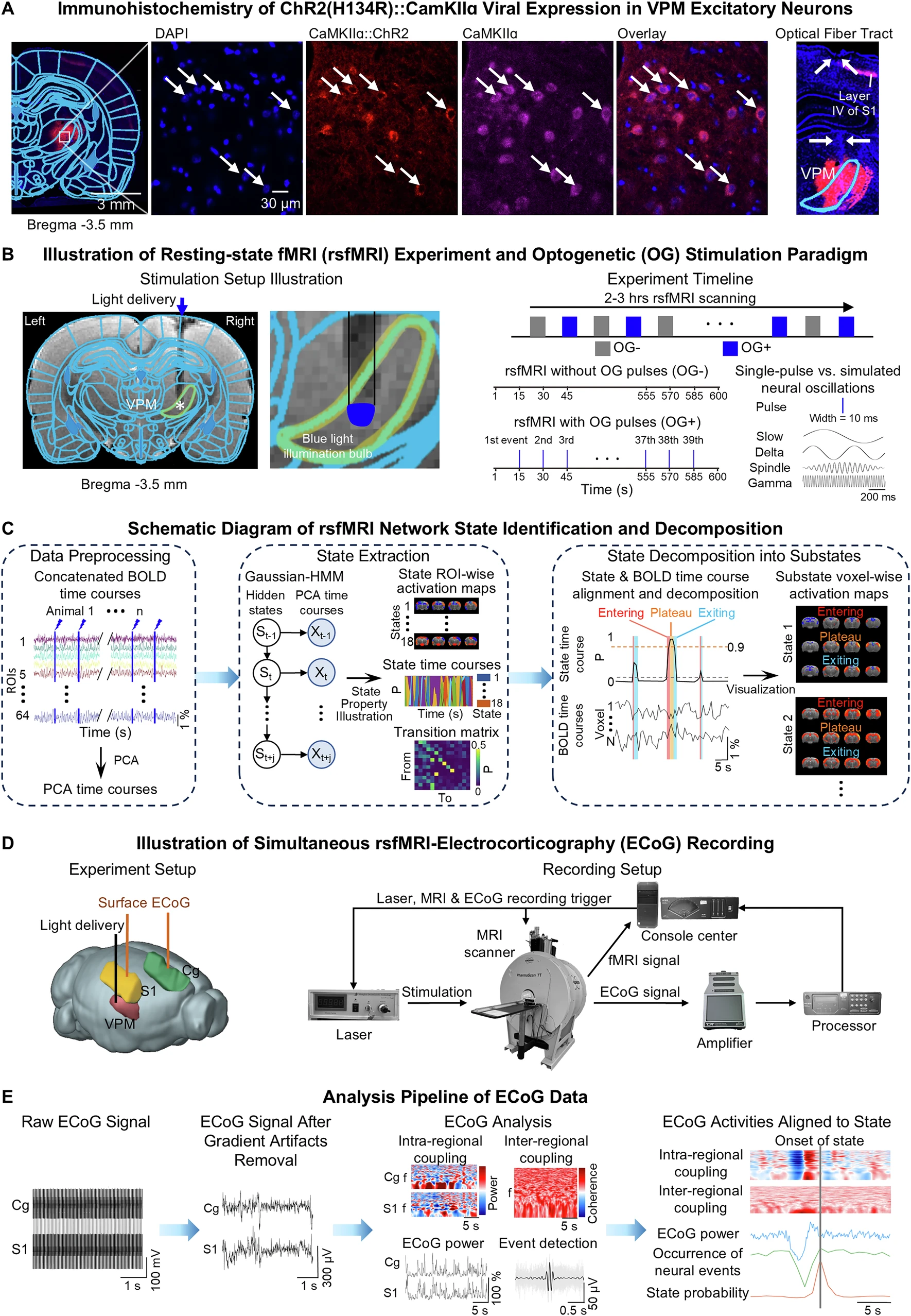 Optogenetic fMRI | BISP Lab — HKU MRI Research Laboratory
