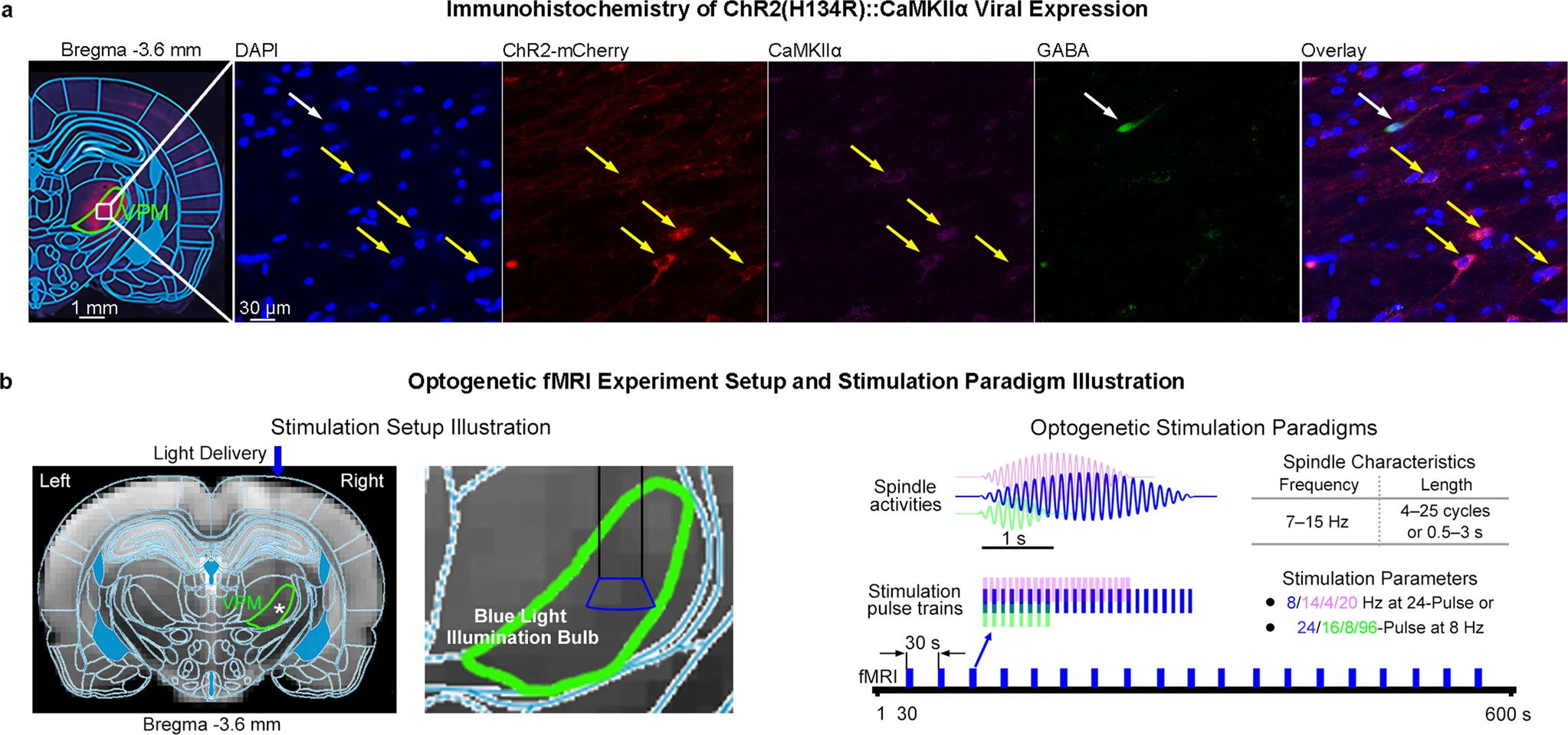 Memory Consolidation fMRI Research