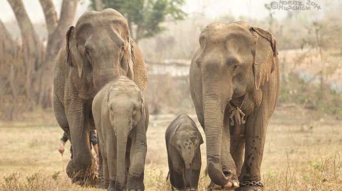 Elephants