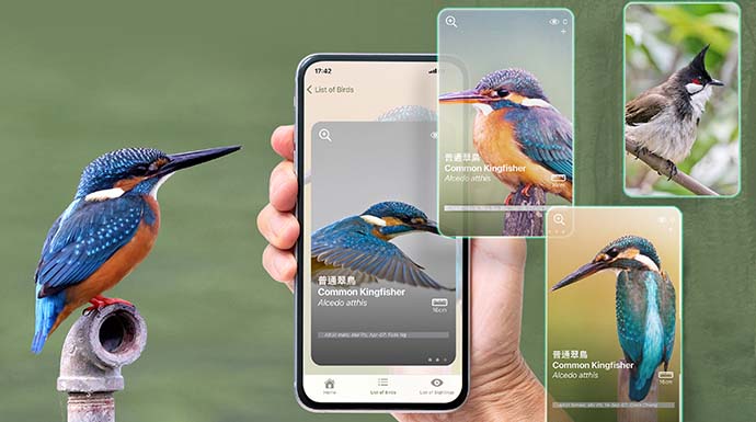 HKBirds app