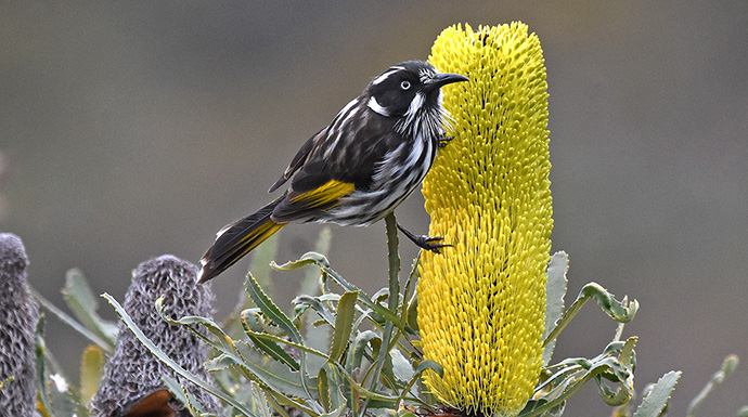 Songbirds