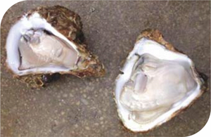 Hong Kong native oyster species.