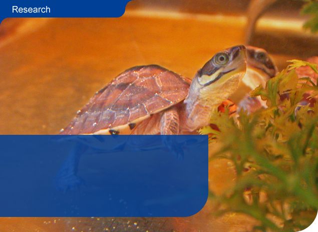 A critically endangered Golden-coin turtle